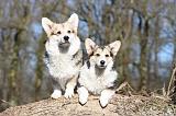 CORGI PEMBROKE 545